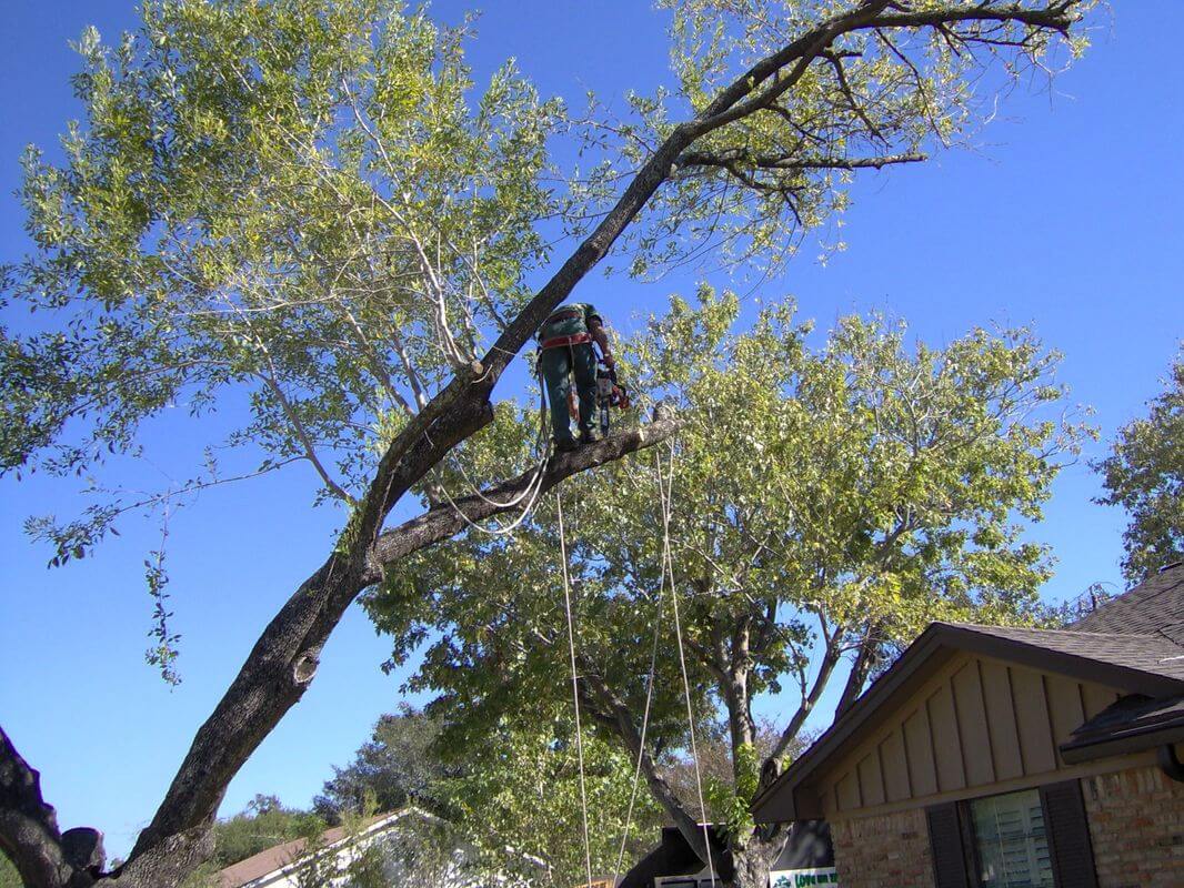 Local Tree Service in Missouri City | Professional Tree Removal